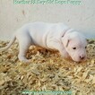 Small #68 Dogo Argentino