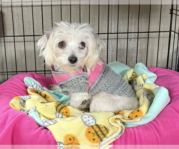 Medium Photo #1 Maltese Puppy For Sale in Landenberg, PA, USA