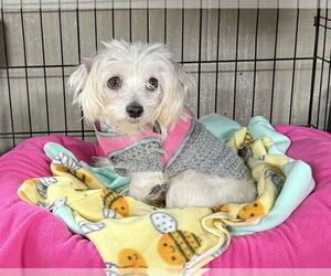 Maltese Dogs for adoption in Landenberg, PA, USA