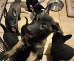 Puppy Mixed colors Belgian Malinois