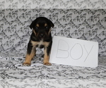 Small Miniature American Shepherd