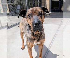 Chinese Shar-Pei-Mastiff Mix Dogs for adoption in Denver, CO, USA