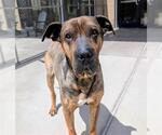 Small Chinese Shar-Pei-Mastiff Mix