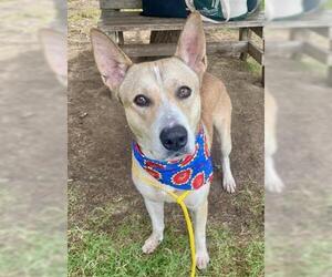 American Pit Bull Terrier-German Shepherd Dog Mix Dogs for adoption in Tulsa, OK, USA