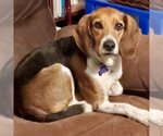 Small Photo #2 Beagle Puppy For Sale in Batavia, OH, USA