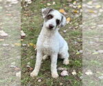 Small #1 Poodle (Standard) Mix