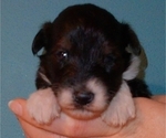 Puppy Oreo Collie-Poodle (Miniature) Mix