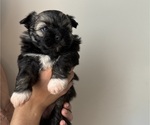 Puppy Puppy 3 Dasha Pomeranian-ShihPoo Mix