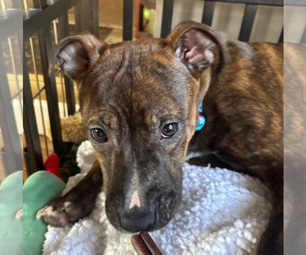 Medium Photo #3 Mutt Puppy For Sale in Clarkston, MI, USA