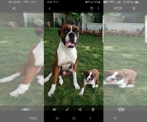 Father of the Boxer puppies born on 06/29/2021