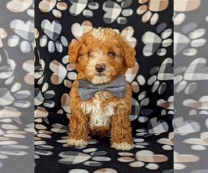Poodle (Miniature) Puppy for sale in KINZERS, PA, USA