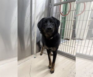 Australian Shepherd-Unknown Mix Dogs for adoption in Fairbanks, AK, USA