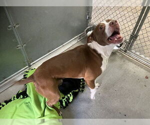 Bull Terrier-Unknown Mix Dogs for adoption in McKinleyville, CA, USA