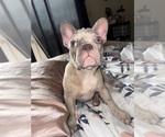 Puppy Snowflake French Bulldog