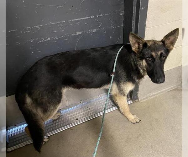 Medium Photo #1 German Shepherd Dog Puppy For Sale in Modesto, CA, USA