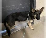 Small German Shepherd Dog
