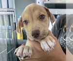 Small #4 Catahoula Leopard Dog