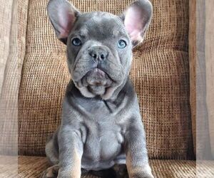 Medium French Bulldog