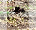 Small Photo #6 Schnauzer (Miniature) Puppy For Sale in FAYETTEVILLE, NC, USA