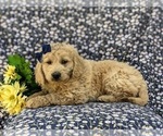 Small #4 Goldendoodle (Miniature)
