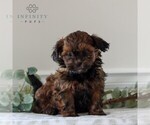 Small Photo #1 ShihPoo Puppy For Sale in GORDONVILLE, PA, USA