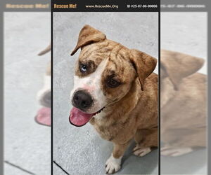 American Pit Bull Terrier Dogs for adoption in Benton, PA, USA