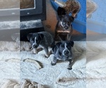 Small #4 Australian Cattle Dog