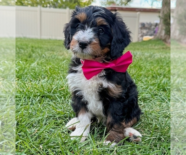 Medium Photo #3 Bernedoodle (Miniature) Puppy For Sale in ROY, UT, USA