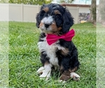 Small #2 Bernedoodle (Miniature)