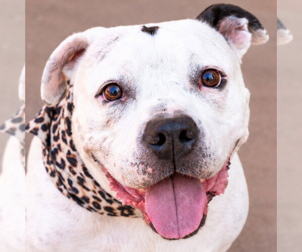 Medium Photo #17 American Staffordshire Terrier Puppy For Sale in Lake Forest, CA, USA