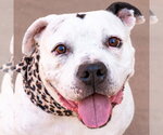 Small Photo #17 American Staffordshire Terrier Puppy For Sale in Lake Forest, CA, USA