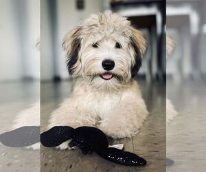 Havanese Dogs for adoption in Staten Island, NY, USA