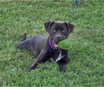 Small #8 Labrador Retriever Mix