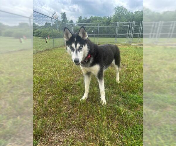 Medium Photo #2 Siberian Husky Puppy For Sale in Forestville, MD, USA
