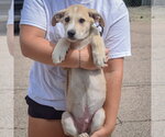 Small #2 Anatolian Shepherd-German Shepherd Dog Mix