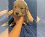 Small Photo #9 Goldendoodle Puppy For Sale in FOUNTAIN, CO, USA