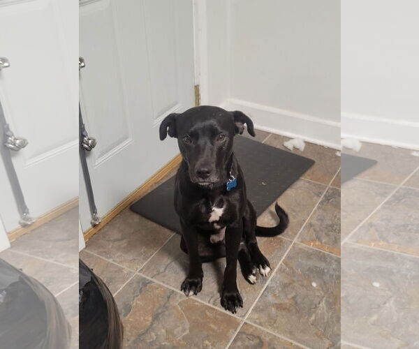Medium Photo #2 Labrador Retriever-Unknown Mix Puppy For Sale in Plainfield, IL, USA