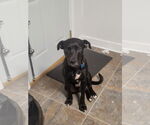 Small #1 Labrador Retriever Mix