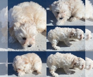 Maltipoo Puppy for sale in RICHMOND, TX, USA