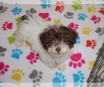 Small Photo #3 Poodle (Toy) Puppy For Sale in ORO VALLEY, AZ, USA