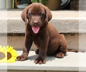 Labrador Retriever Puppy for sale in BIRD IN HAND, PA, USA