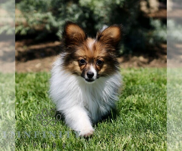 Medium Photo #3 Papillon Puppy For Sale in GORDONVILLE, PA, USA
