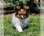 Small #2 Papillon