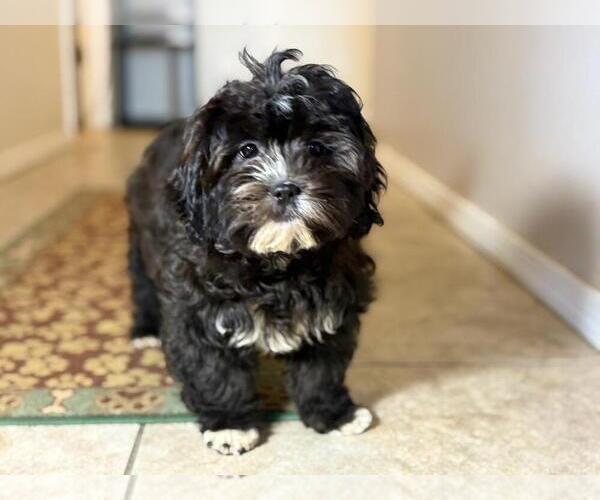 Medium Photo #5 Zuchon Puppy For Sale in TUCSON, AZ, USA