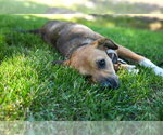 Small #2 Beagle Mix