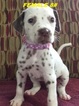 Puppy 1 Dalmatian