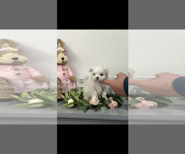 Medium Photo #2 Maltese Puppy For Sale in NILES, MI, USA