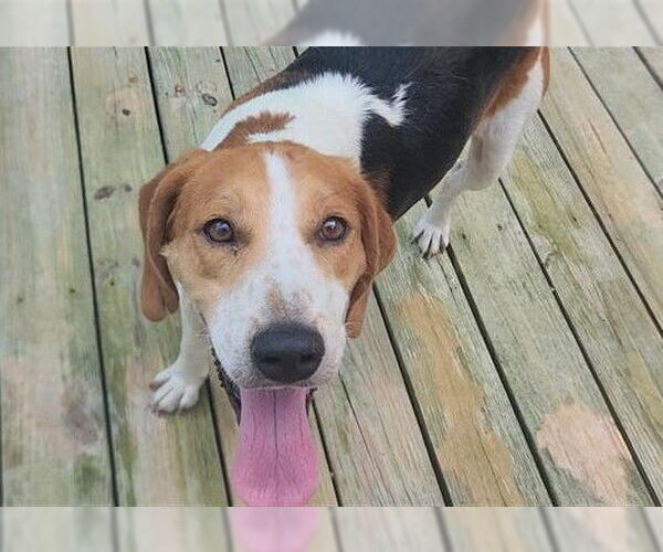 Medium Photo #2 Mutt Puppy For Sale in Murfreesboro, NC, USA