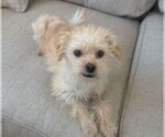 Small #2 Cairn Terrier