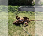 Small #3 Labrador Retriever Mix